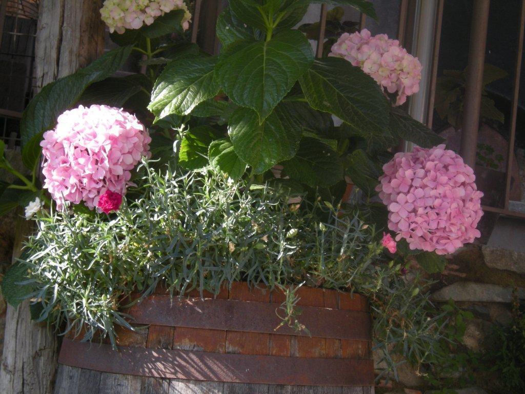 Lasmari'S Bouquet Sykopetra Luaran gambar